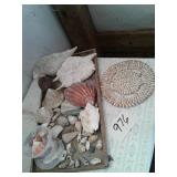 AROUND THE WORLD SEA SHELL COLLECTION