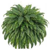 $47 FOREST PRINCE 50" Artificial Boston Ferns, Fake Bush Plants, Large Faux Ferns with 96 Fronds for Outdoors Home Decor