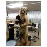 95" TALL MOUNTED ALASKAN BROWN BEAR. DONE BY