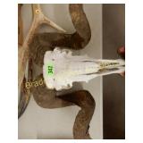 RAM SKULL AND LARGE ELK ANTLER MOUNT