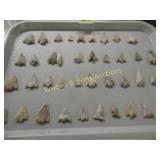 TRAY OF NATIVE AMERICAN POINTS FOUND IN CENTRAL TX