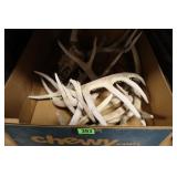 GROUP OF DEER ANTLERS.