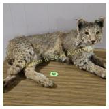 MOUNTED BOBCAT. ONE LEG NEEDS REPAIR.