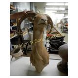 GROUP OF 2 BIG GAME WALL MOUNTS