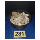 Asst of Sea Shells