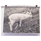 Art Titled Dall Sheep