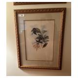Framed Bird print
