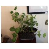 Live plant in metal container