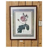 Pierre-Joseph Redoutï¿½ - Rosa Centifolia Bullata