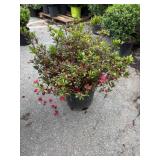 5G Red Azalea