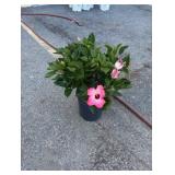 Pink Hibiscus Bush