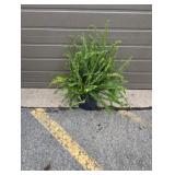 Kimberly Queen Fern