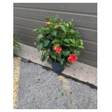 Red Hibiscus Bush