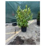 5G Schip Laurel