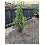 4' Blue Point Juniper