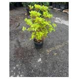 3G Pink Azalea