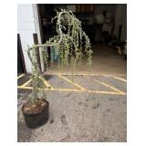 Weeping Cedar Tree