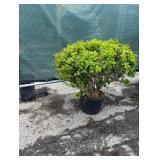 Boxwood Shrub
