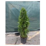 5' Emerald Green Arborvitae