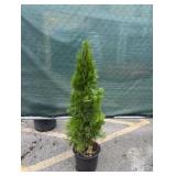3-4' Emerald Green Arborvitae