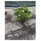 3G White Gumpo Azalea