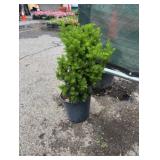 3G Taxus