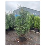 7-8' Green Giant Arborvitae