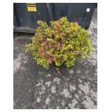 3G Pink Azalea