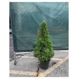 3-4' Alberta Spruce