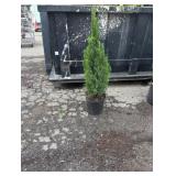 3' Blue Point Juniper