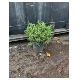 3G Sargent Juniper