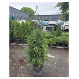 4-5' Green Giant Arborvitae