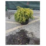 3G Gold Mop Cypress
