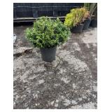 3G Hoogendorn Holly