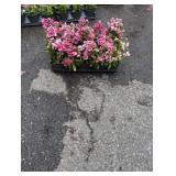 Flat of Dianthus