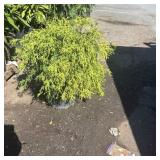 3G GOLD MOP CYRESS
