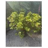 PINK AZALEA BUSH