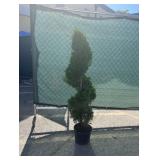 SPIRAL ARBORVITAE