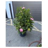 XL PINK HIBISCUS BUSH