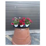 FLAT OF RED PETUNIAS