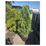 5FT EMERALD GREEN ARBORVITAE