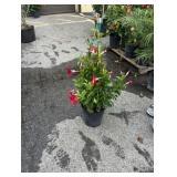 RED MANDEVILLA BUSH