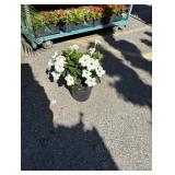 1G WHITE DIPLANDENIA