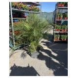 ROEBELLINI PALM TREE