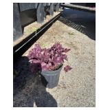 1G PURPLE HEUCHERA