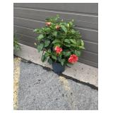 RED HIBISCUS BUSH