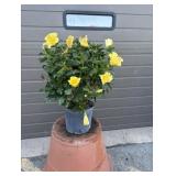 YELLOW HIBISCUS BUSH