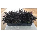 FLAT OF PURPLE SWEET POTATO VINE