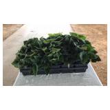FLAT OF WIDE LEAF BEGONIAS