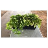 FLAT OF SIDEKICK HEART LIME SWEET POTATO VINE